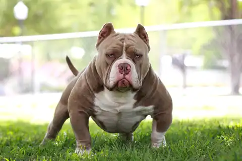 Karma front view outdoors