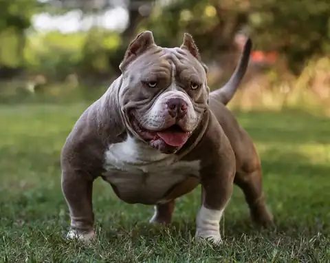 Karma of Lowbrow Bullies standing outdoors